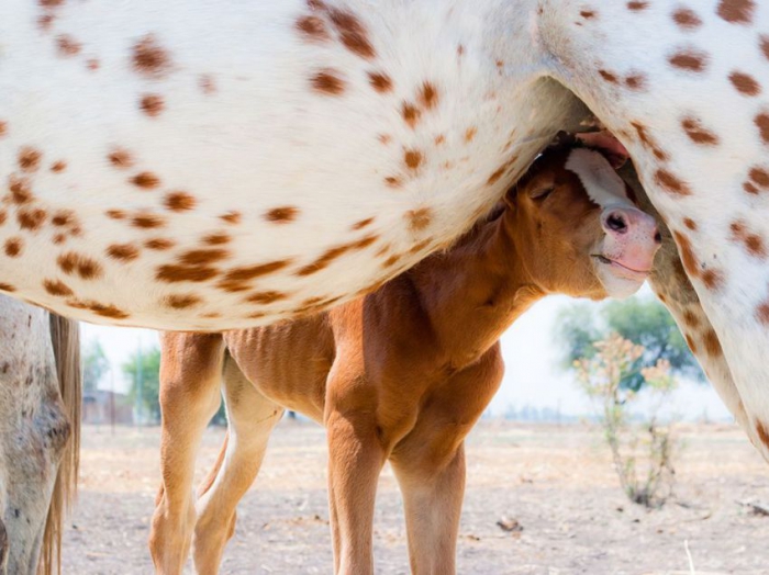    National Geographic (13 )