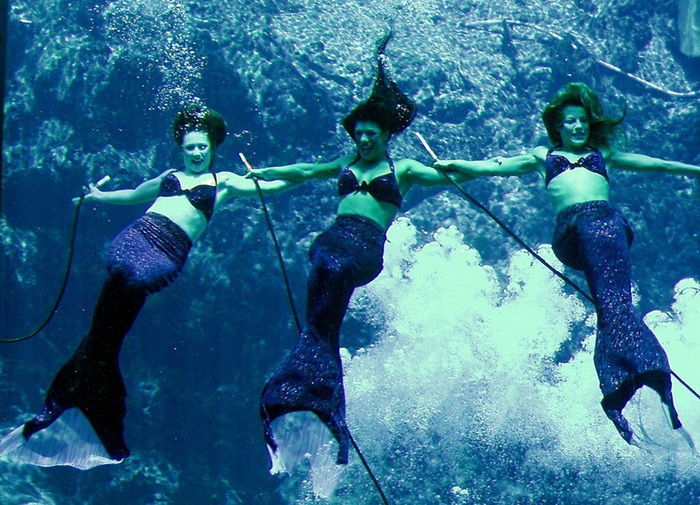    Weeki Wachee Springs  :     (6 )	