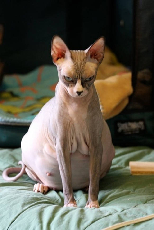 ,   (19 )