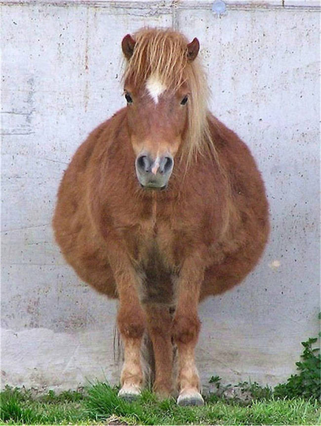 ,   (19 )