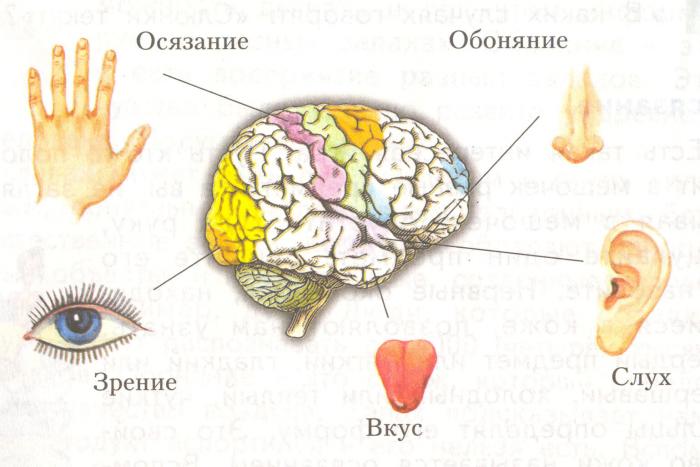 10 защитных систем нашего организма (11 фото) 10 защитных систем нашего организма (11 фото)