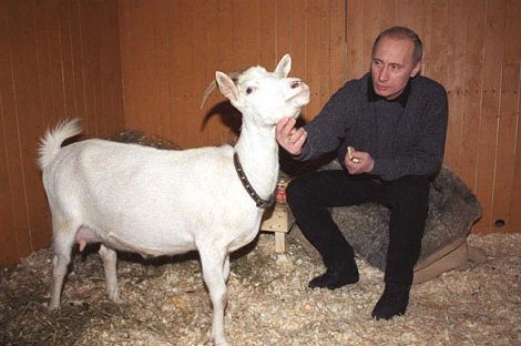 Животные Путина: кто они? (6 фото) Животные Путина: кто они? (6 фото)