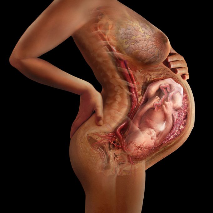 Фотографии и рисунки о нашем организме (15 фото) Фотографии и рисунки о нашем организме (15 фото)