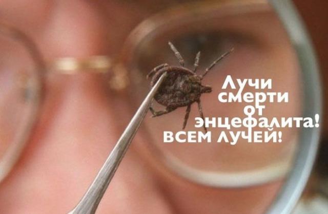 Факты об опасности укусов энцефалитных клещей (10 фото) Факты об опасности укусов энцефалитных клещей (10 фото)