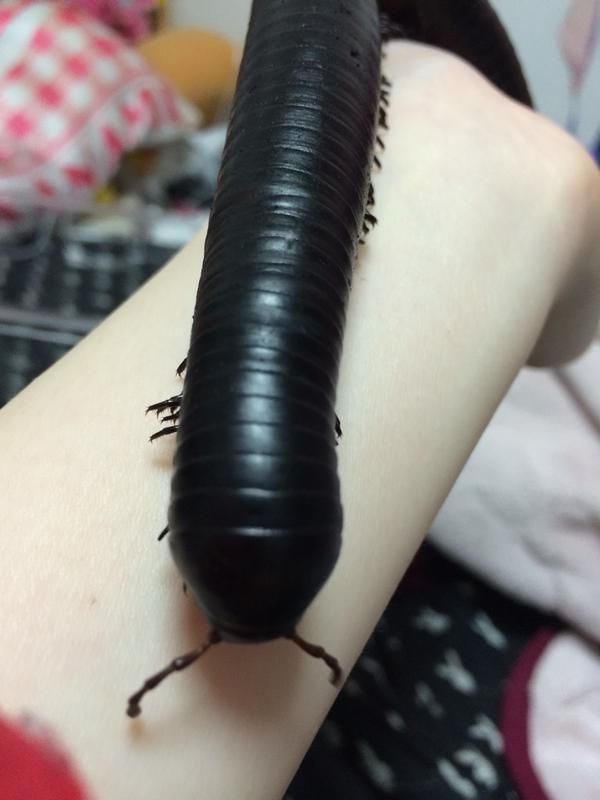     (5 )