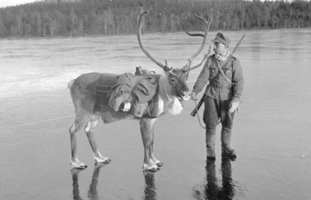  1939 - 1945  (50 )