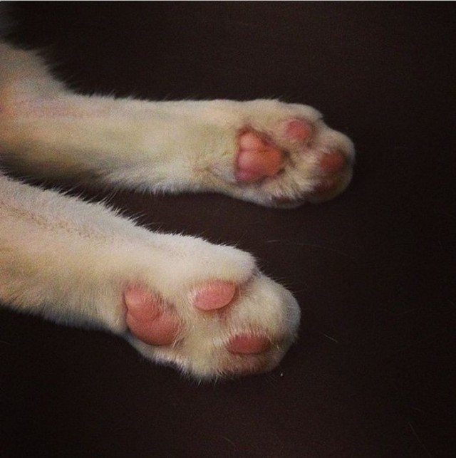 -       Instagram (13 )