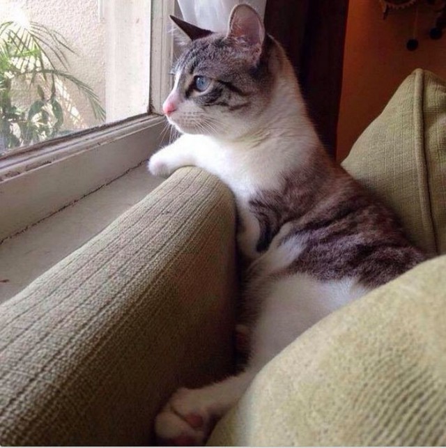 -       Instagram (13 )
