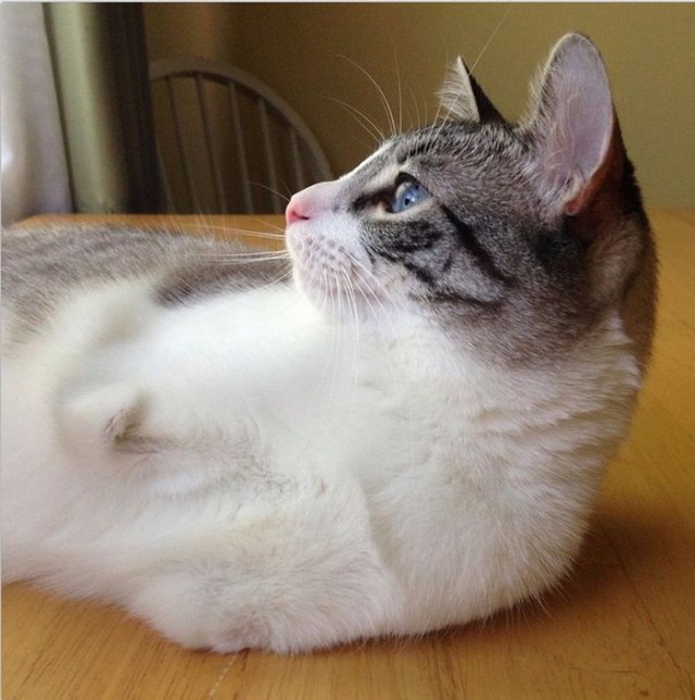 -       Instagram (13 )