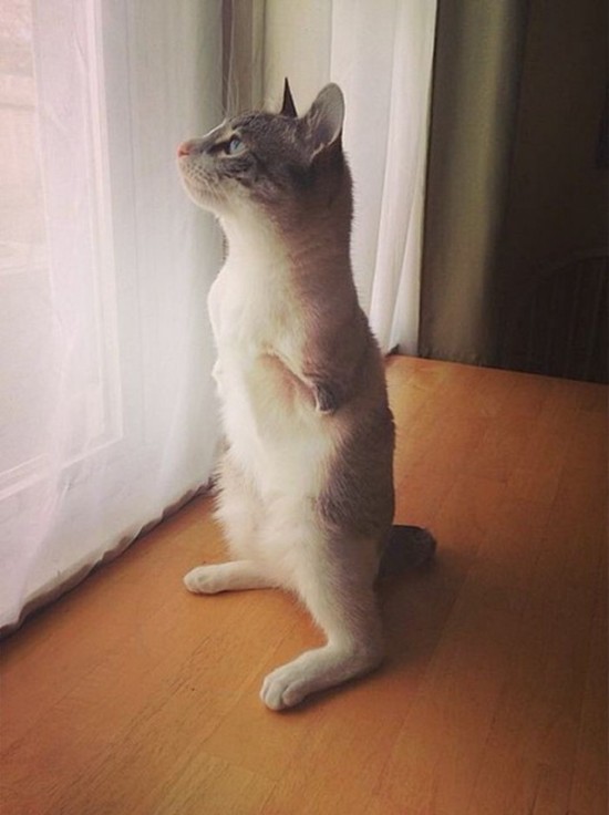 -       Instagram (13 )
