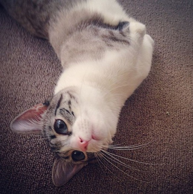-       Instagram (13 )