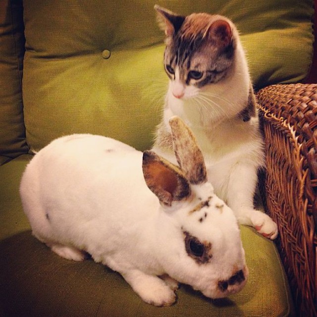 -       Instagram (13 )