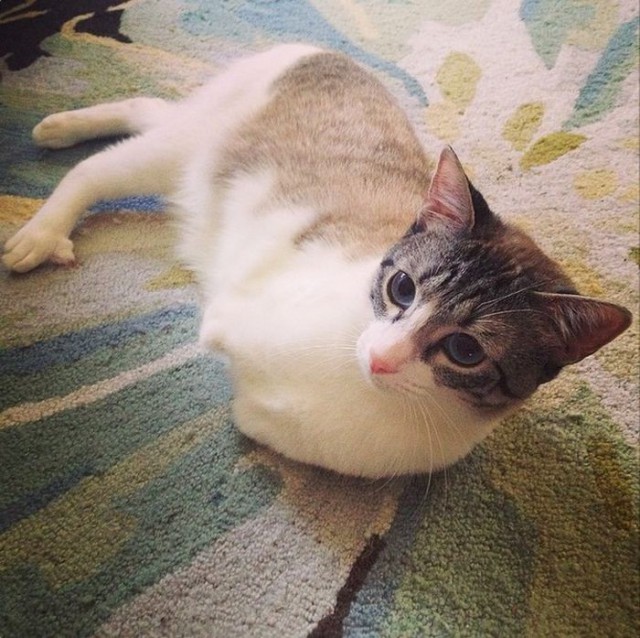 -       Instagram (13 )