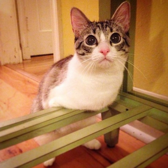 Кошка-инвалид по кличке Ру стала новой звездой Instagram (13 фото) Кошка-инвалид по кличке Ру стала новой звездой Instagram (13 фото)