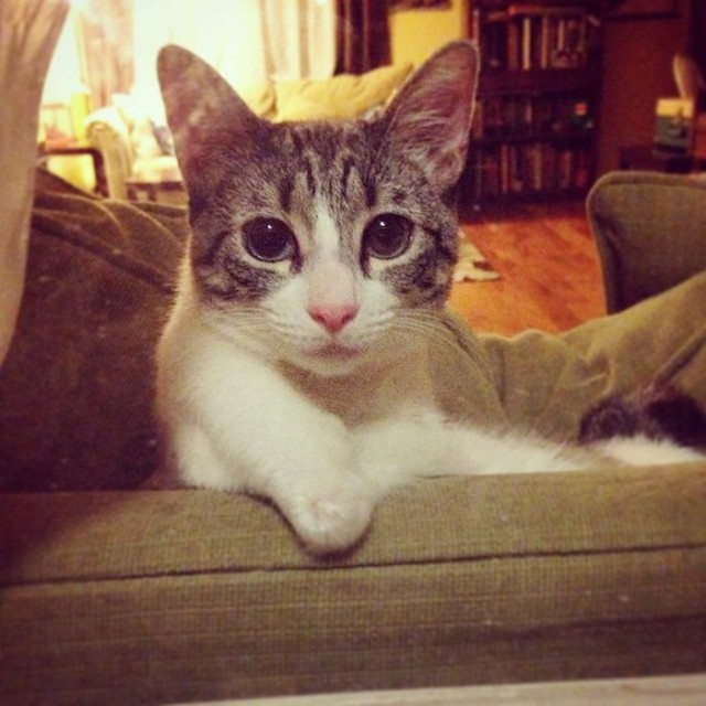 -       Instagram (13 )