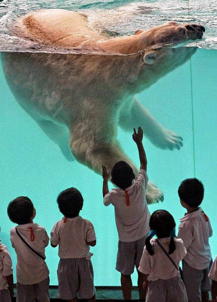 Лучшие зоопарки мира (11 фото)