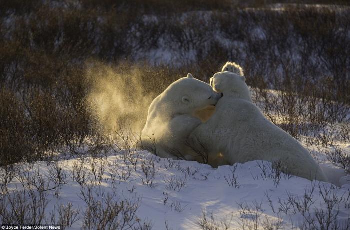 Спарринг белых медведей (7 фото)