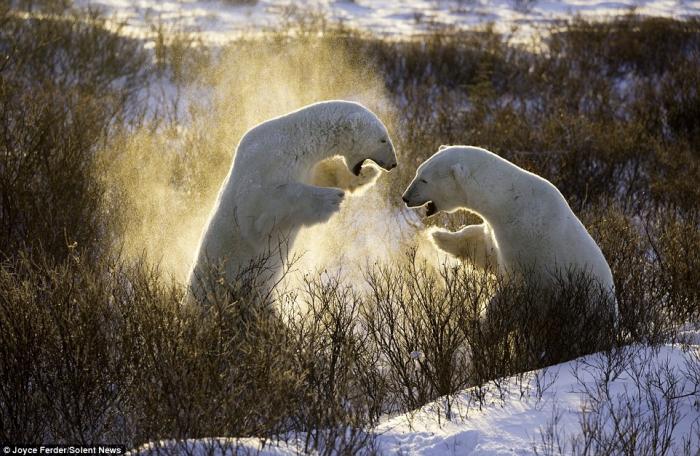 Спарринг белых медведей (7 фото)