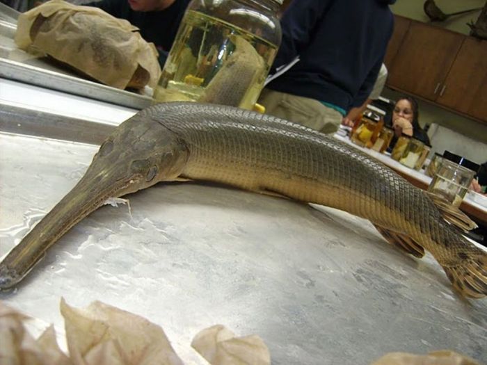 Миссисипский панцирник или рыба-аллигатор (16 фото)