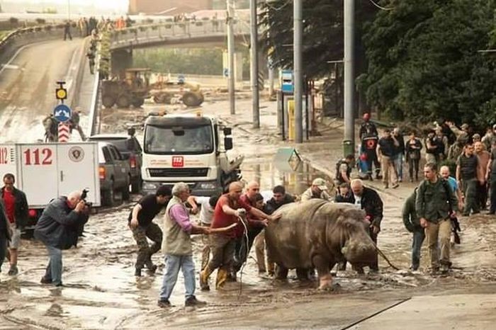 В Тбилиси ищут животных, сбежавших из зоопарка в результате наводнения (19 фото