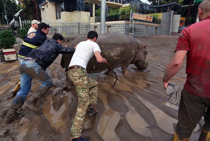 В Тбилиси ищут животных, сбежавших из зоопарка в результате наводнения (19 фото