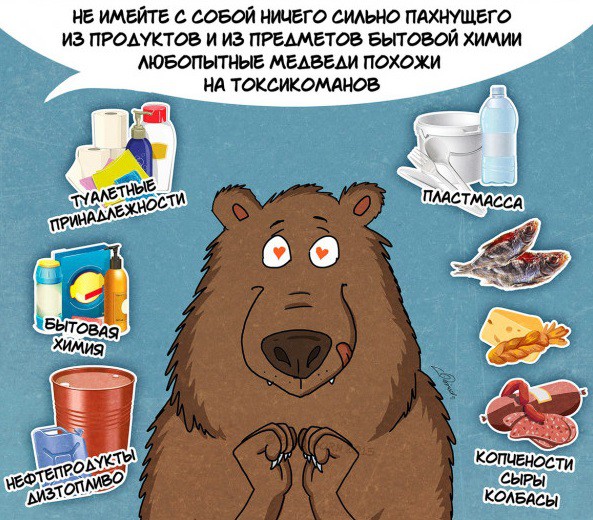 10 фактов, которые вам нужно знать о медведях (10 фото)