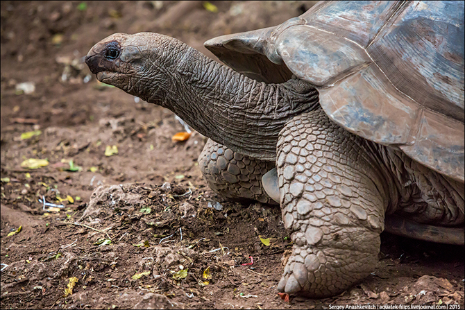 Улыбка гигантской черепахи (17 фото)