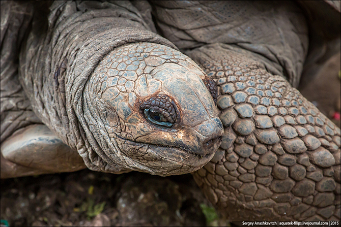 Улыбка гигантской черепахи (17 фото)