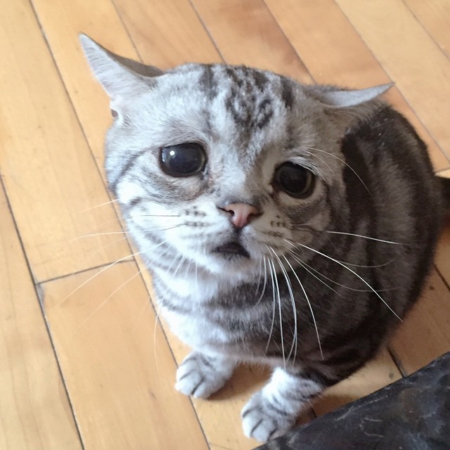 Грустная кошка по кличке Луху (14 фото)