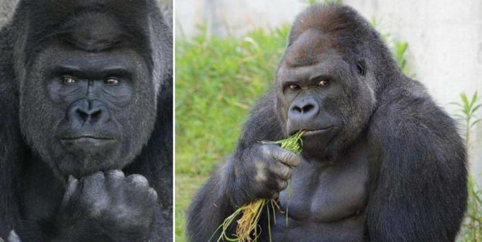 Самец гориллы сводит японских девушек с ума (7 фото)