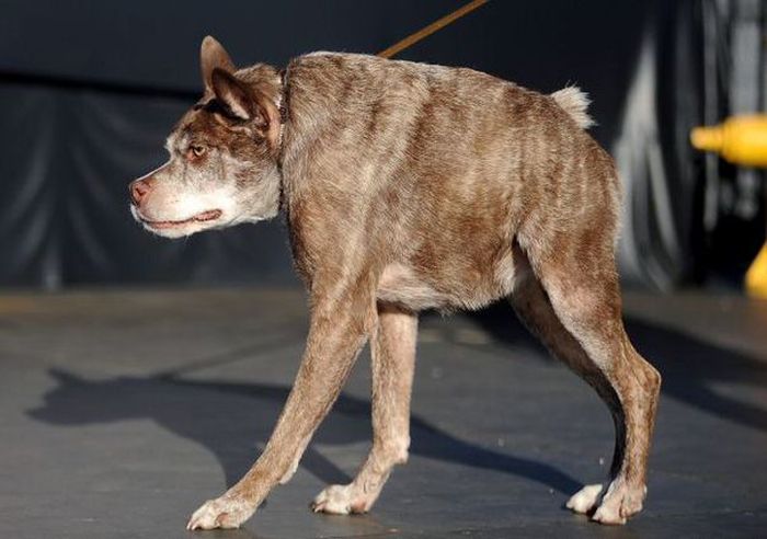 Пес Квази Модо стал самой уродливой собакой в мире (6 фото)