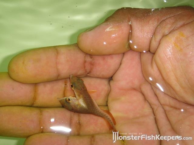 Двухголовая рыба монстр (6 фото)