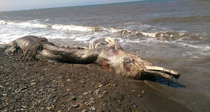 В Шахтерске обнаружили останки неизвестного животного (5 фото)