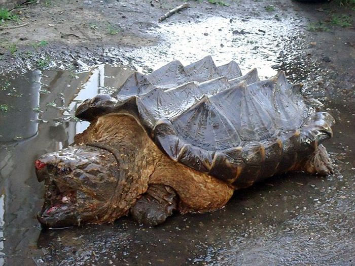 В реке Амур обнаружили экзотическую грифовую черепаху (4 фото)