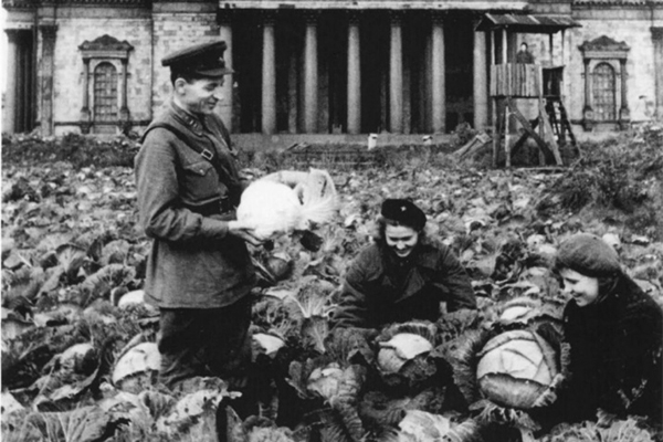 Урожай на газонах: как блокадный Ленинград спасал свою жизнь (5 фото)