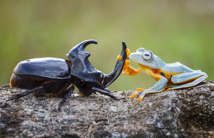 Миниатюрное родео: лягушка верхом на жуке (6 фото)
