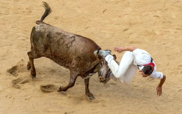 Испанские забеги с быками (15 фото)
