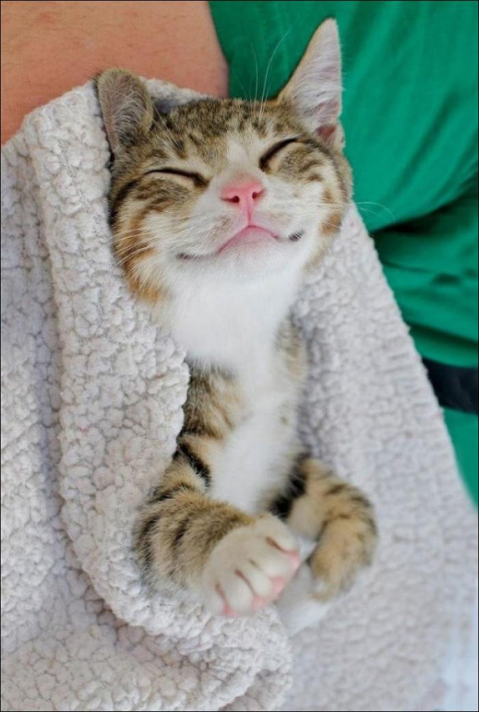 15 самых улыбчивых котов (15 фото)