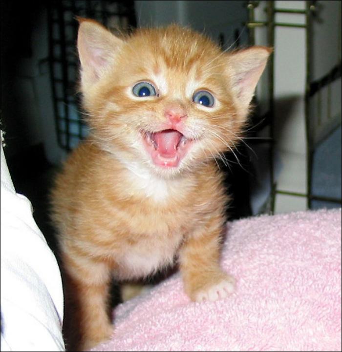 15 самых улыбчивых котов (15 фото)