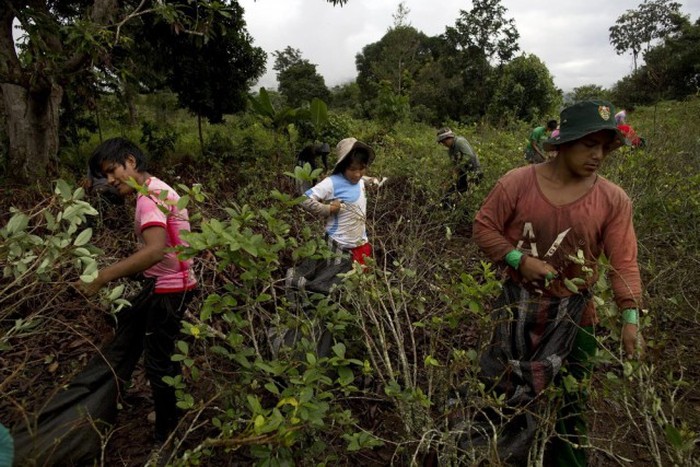 Как жители Перу коку выращивают (13 фото)