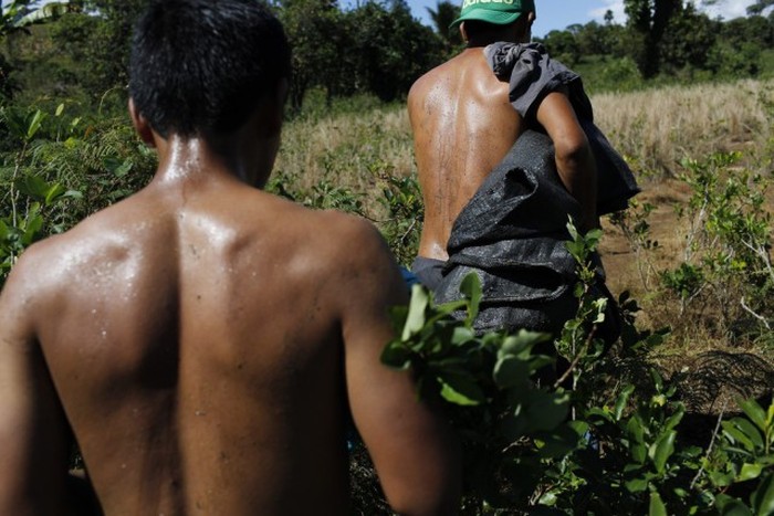Как жители Перу коку выращивают (13 фото)