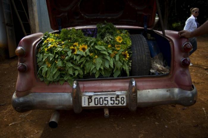 Продавец цветов на Кубе (15 фото)