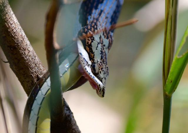 Змея каннибал (12 фото)