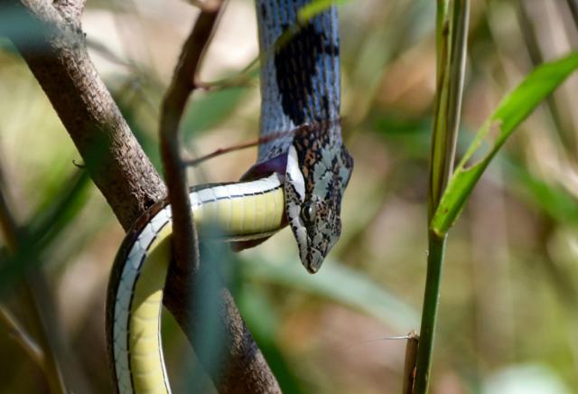 Змея каннибал (12 фото)