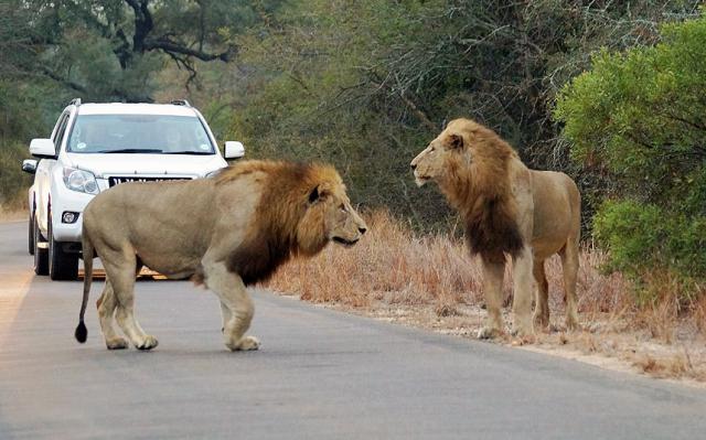Львы убивают антилопу на глазах у ошеломлённых туристов (9 фото)