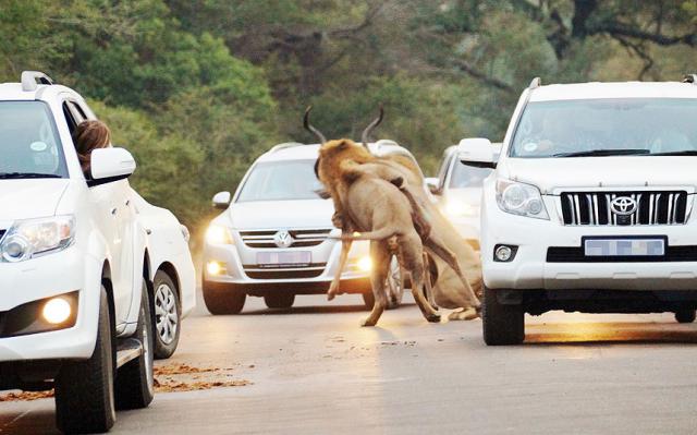 Львы убивают антилопу на глазах у ошеломлённых туристов (9 фото)