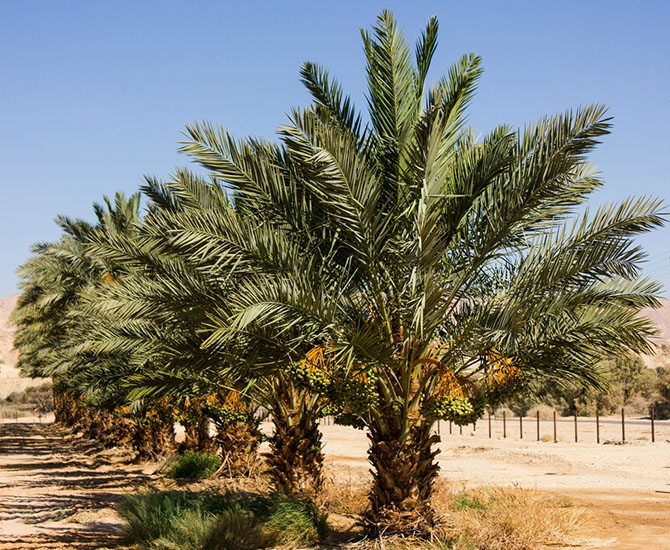 Как выращивают и собирают финики в Израиле (54 фото)