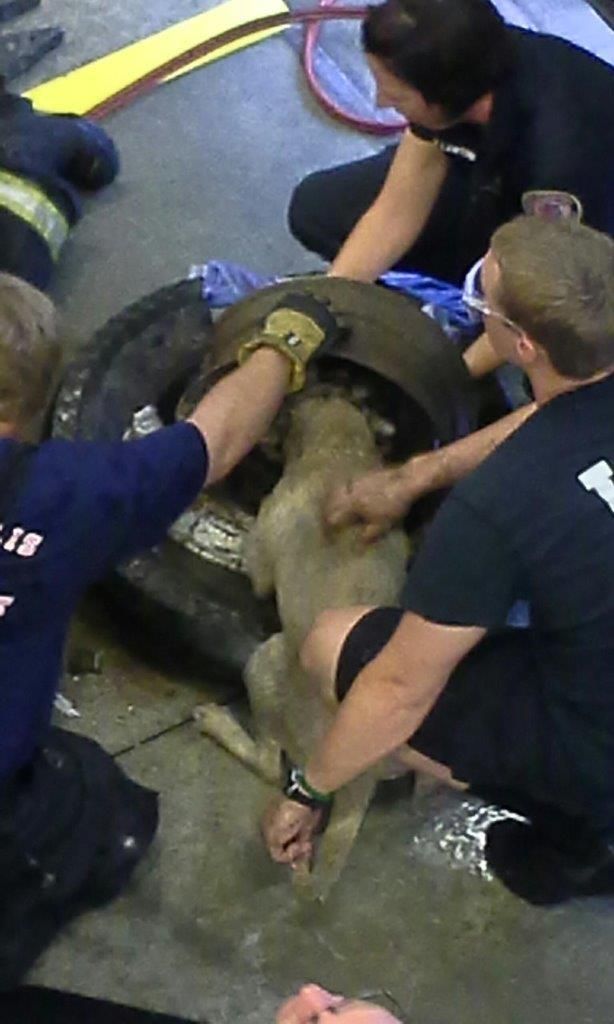 Как спасатели вытаскивали собаку, застрявшую колесе (20 фото)