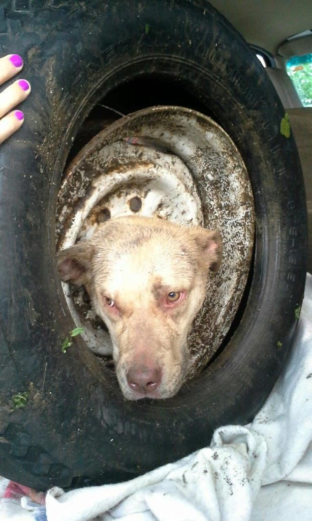 Как спасатели вытаскивали собаку, застрявшую колесе (20 фото)