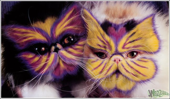 Раскрашенные кошки (47 фото)